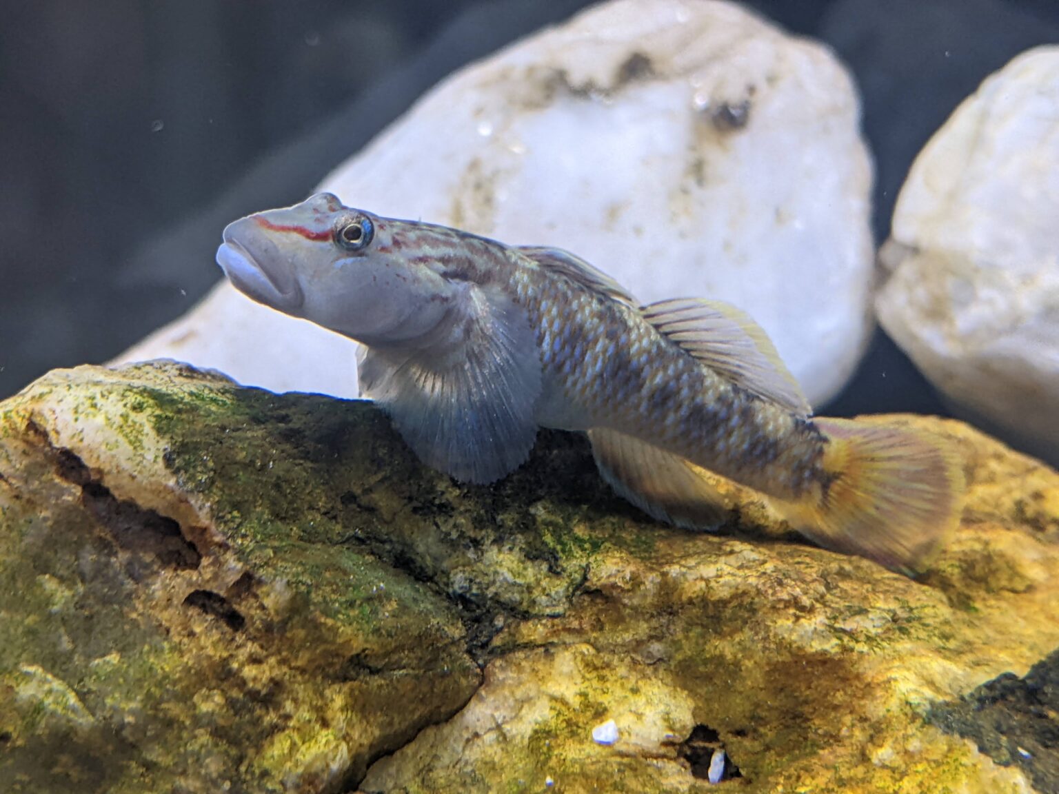 トウヨシノボリ