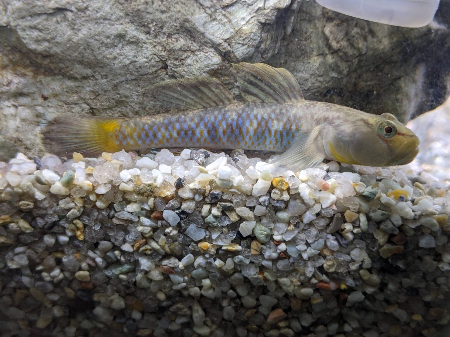 クロダハゼ